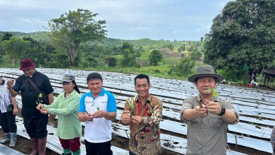 Penanaman 5.000 Pohon Cabai Perdana di Desa Wawontulap Tunjang Ketersediaan Pangan