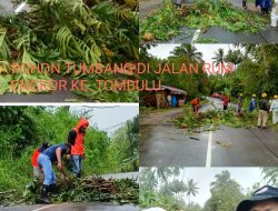 Pemkab Minahasa Fast Respon Tangani Pohon Tumbang Akibat Hujan Deras