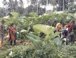 Satgas TMMD ke-111 Bersama Warga Memanen Hasil Pertanian di Kebun Ketahanan Pangan Kelurahan Kumersot