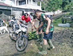 Panen Hasil Pertanian Milik Novy di Sumbangkan ke Posko Satgas TMMD ke-111