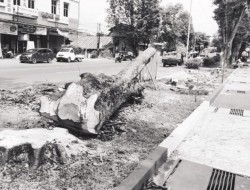 Biaya Penebangan Pohon Perindang di Kota Bitung Dikeluhkan Warga
