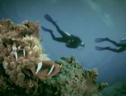 Explorer Dive Spot Selat Lembeh, Pelancong Asal Jerman Promosikan Potensi Wisata Kota Bitung