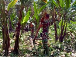 Koramil Essang Lakukan Pendampingan ke Petani Abaka