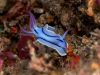Pontohi dan Nudibranch di Pulau Bangka Jadi Daya Tarik Penyelam Dunia