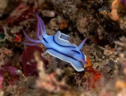 Pontohi dan Nudibranch di Pulau Bangka Jadi Daya Tarik Penyelam Dunia