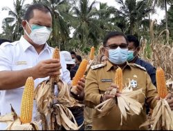 Jagung Komoditi Unggulan Kabupaten Talaud