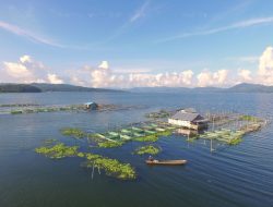 Budi Daya Ikan Mujair Menggunakan Karamba di Danau Tondano