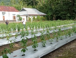 Harga Terus Naik, Data Luas Panen dan Produksi ‘Barito’ di Sitaro Mengkhawatirkan