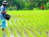 Denny Kalangi Tegaskan Pemerintah Harus Lebih Perhatikan Petani