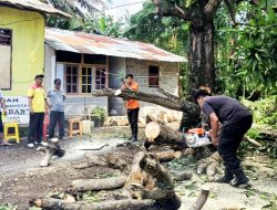 Nyaris Menimpa Rumah Ibadah BPBD Bitung Kerahkan Tim Amankan Pohon Tumbang