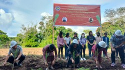 Inovasi LPIK Unima, Manfaatkan Lahan 10 Hektare Tanam Sereh Wangi