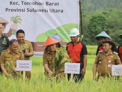 Panen Padi Biosaka, Walikota Tomohon Caroll Senduk: Penerapannya Pertama Kali di Provinsi Sulut