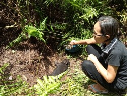 Max dan Heidy Bingung, 17 Ternak Babi Milik Keduanya di Bebali Mati Misterius