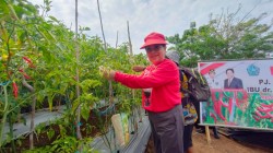 Tamuntuan Panen Cabe Bersama Kelompok Petani Tawakali Kampung Bebalang