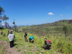 Lestari Bumi Hijau Tanam 1000 Bibit Pohon di Kaki Gunung Soputan Pasca Kebakaran Tahun 2023