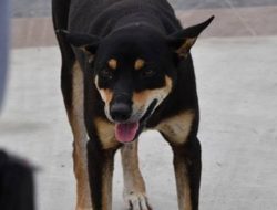Dilaporkan Satu Warga Buroko di Gigit Anjing, Tim Damkar Akui Kesulitan Tangani Hewan Liar