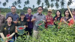 Kolaborasi Bank Indonesia Bersama Poktan Hortikultura di Sulut Semakin Maju Dengan Digelarnya Panen Cabai Rawit
