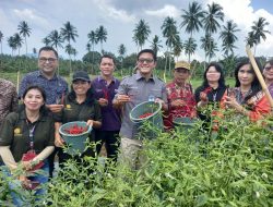 Kolaborasi Bank Indonesia Bersama Poktan Hortikultura di Sulut Semakin Maju Dengan Digelarnya Panen Cabai Rawit