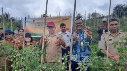Kelompok Tani Kelelondey Sejahtera Gelar Panen Perdana Komoditas Tomat di Minahasa