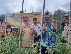 Kelompok Tani Kelelondey Sejahtera Gelar Panen Perdana Komoditas Tomat di Minahasa