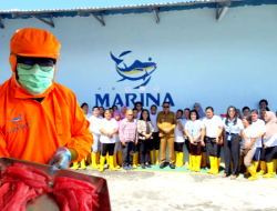 Tingkatkan Kualitas Eksport Ikan Tuna, Maurits Mantiri Monitoring Produksi PT MNS.