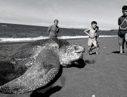 Salah Satu Jenis Reptil Terbesar di Dunia Mendarat di Pantai Batuputih