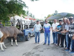 Jelang Idul Adha 1445 H, Penjabat Bupati Bolmut Serahkan 6 Sapi Kurban