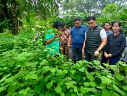 Diundang di Kampung Lenganeng, Thungari dan Bulahari Lakukan Panen Tanaman Nilam Perdana