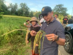 Padi Varietas 9G IPB Bakal Jadi Komoditas Pangan Unggulan Bolmut