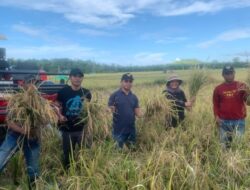 Gunakan Combine Harvester, Bupati dan Wabup Bolmut Panen Perdana Padi di Desa Pontak