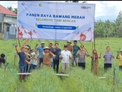 Panen Raya Bawang Merah Kelompok Tani Berkah Pobundayan Raup Untung Rp100 Juta