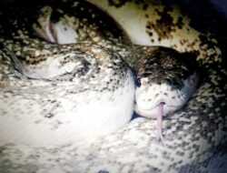 Phyton ‘Albino’ Ditemukan di Hutan Tangkoko, Apakah Ini Jenis Reticulatus Baru?