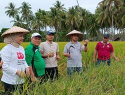 Panen Pemuliaan Padi di Busisingo: Langkah Strategis Boltara Menuju Swasembada Pangan