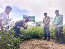 Dirjen Dikti dan Rektor Unima Panen Nilam: Inovasi Pertanian Berkelanjutan dan Model Ekonomi Hijau