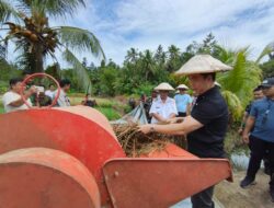 Dorong Kemandirian Petani, Bupati Michael Thungari Panen Padi dan Serahkan Bantuan P2B di Kampung Laine