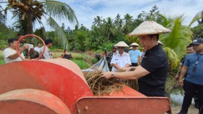 Dorong Kemandirian Petani, Bupati Michael Thungari Panen Padi dan Serahkan Bantuan P2B di Kampung Laine