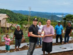 Bupati Sangihe Michael Thungari Menanam Bibit cabai Dan Menyerahkan Bantuan Padi Bagi Kelompok Tani Di Kampung Kalinda