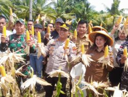 Panen Raya di Balirangen Capai 1 Ton, Bupati Chyntia Ajak Kapitalau Manfaatkan Lahan Tidur